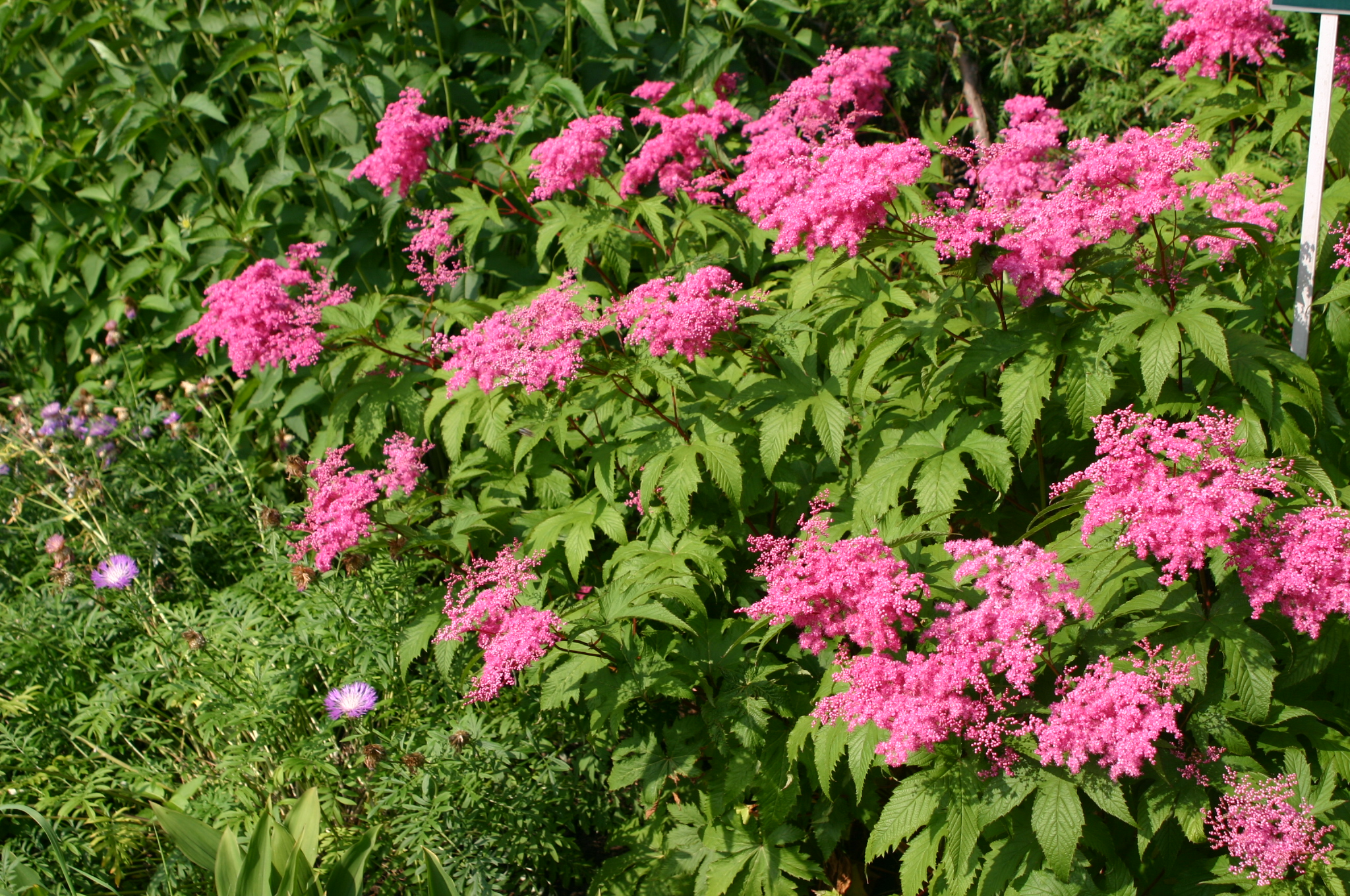 Filipendula rubra 'Venusta'